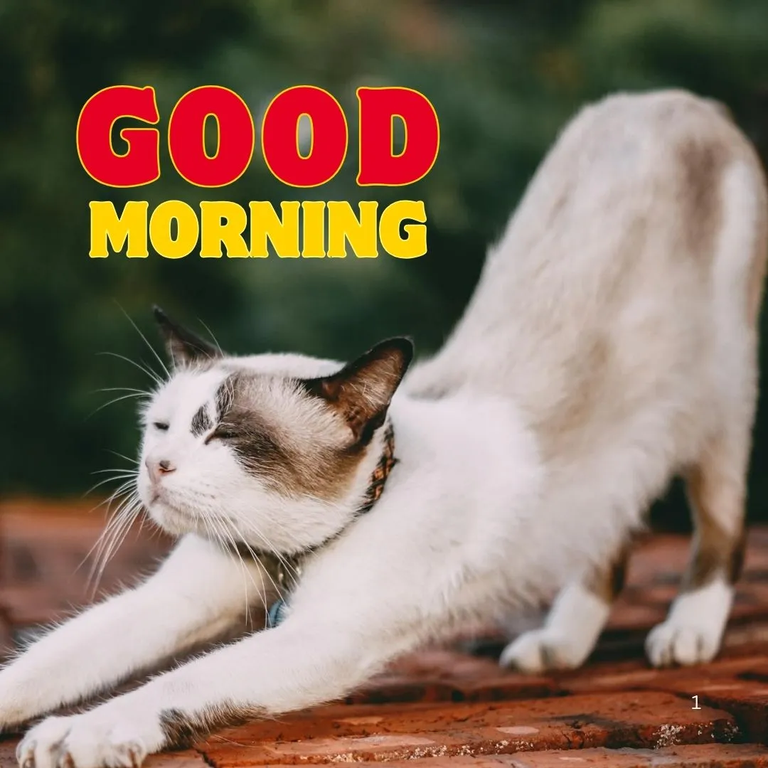 Cat Waking Up and Stretching Image Cat Stretching Good Morning