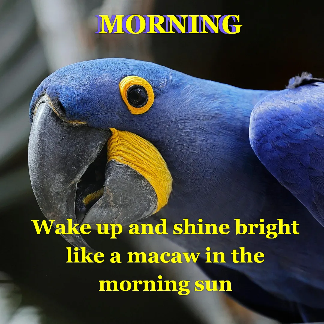 Vibrant Macaw Good Morning Image with Positive Energy Beautiful blue and yellow macaw close-up, symbolizing a cheerful and colorful good morning greeting.” text