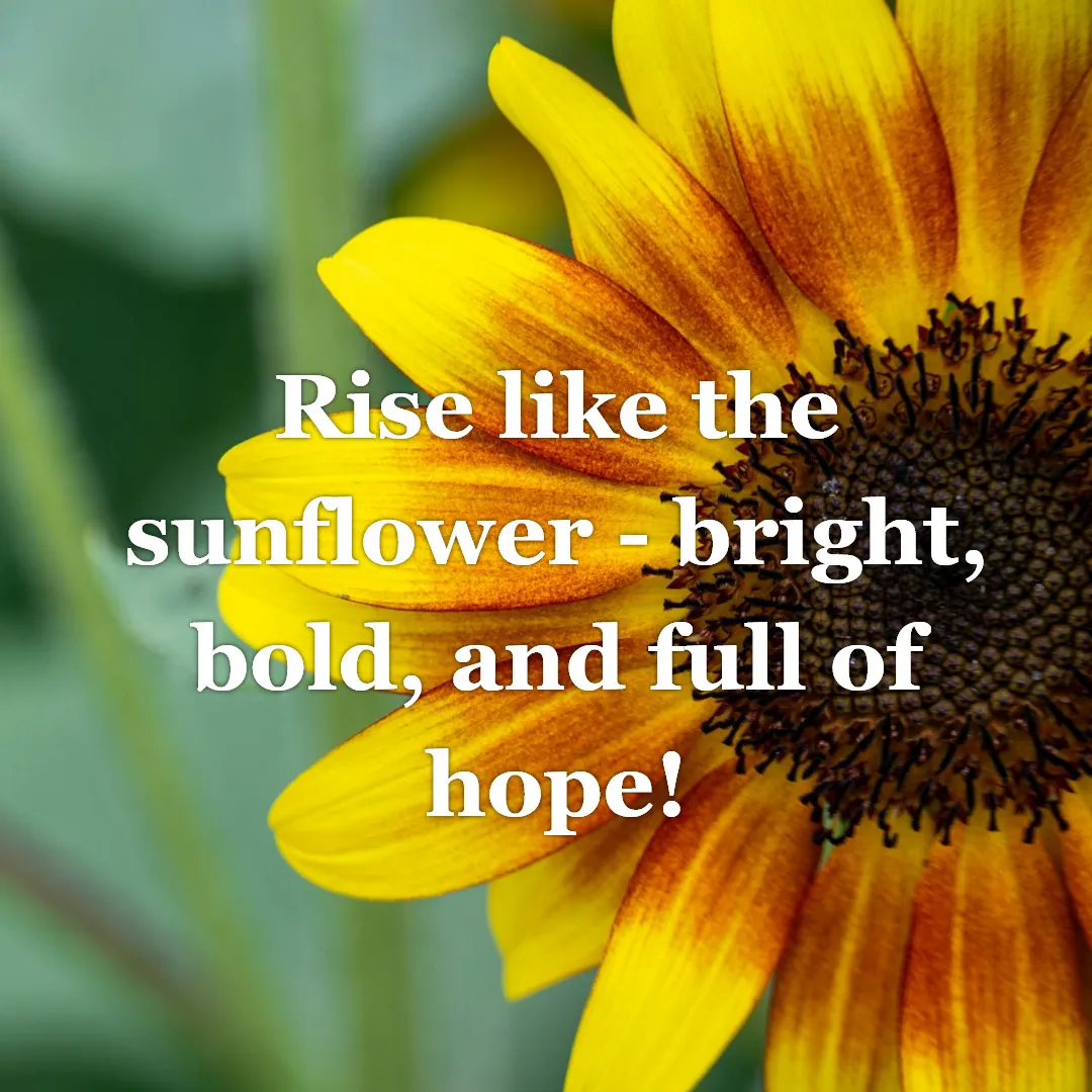 Bright sunflower facing the morning sun, symbolizing hope and positivity in a good morning greeting